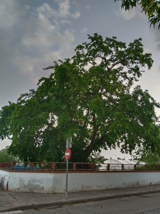 LAS MORERAS, ALIMENTO DE LOS GUSANOS DE SEDA.