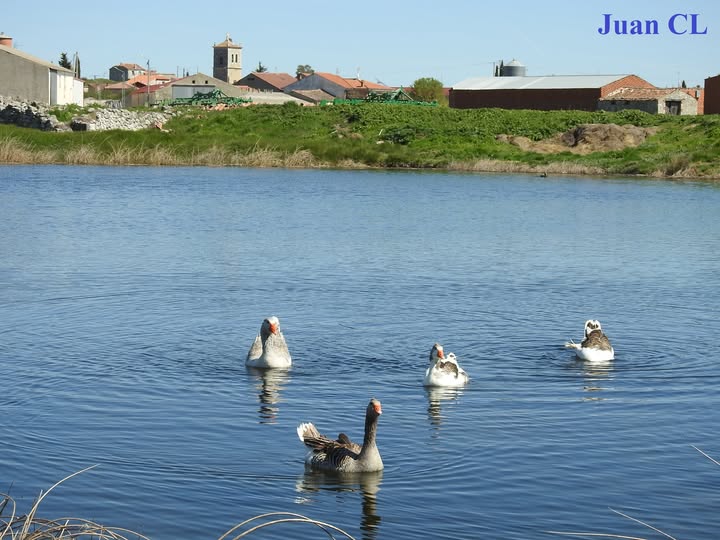 SALUDO FUENTEPIÑELANO 4683.
