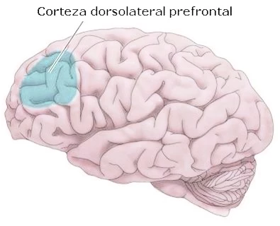 LOS FUNDAMENTOS BIOLÓGICOS DE LA FIBROMIALGIA Y SU RELACIÓN CON EL TRASTORNO DE LA GUERRA DEL GOLFO