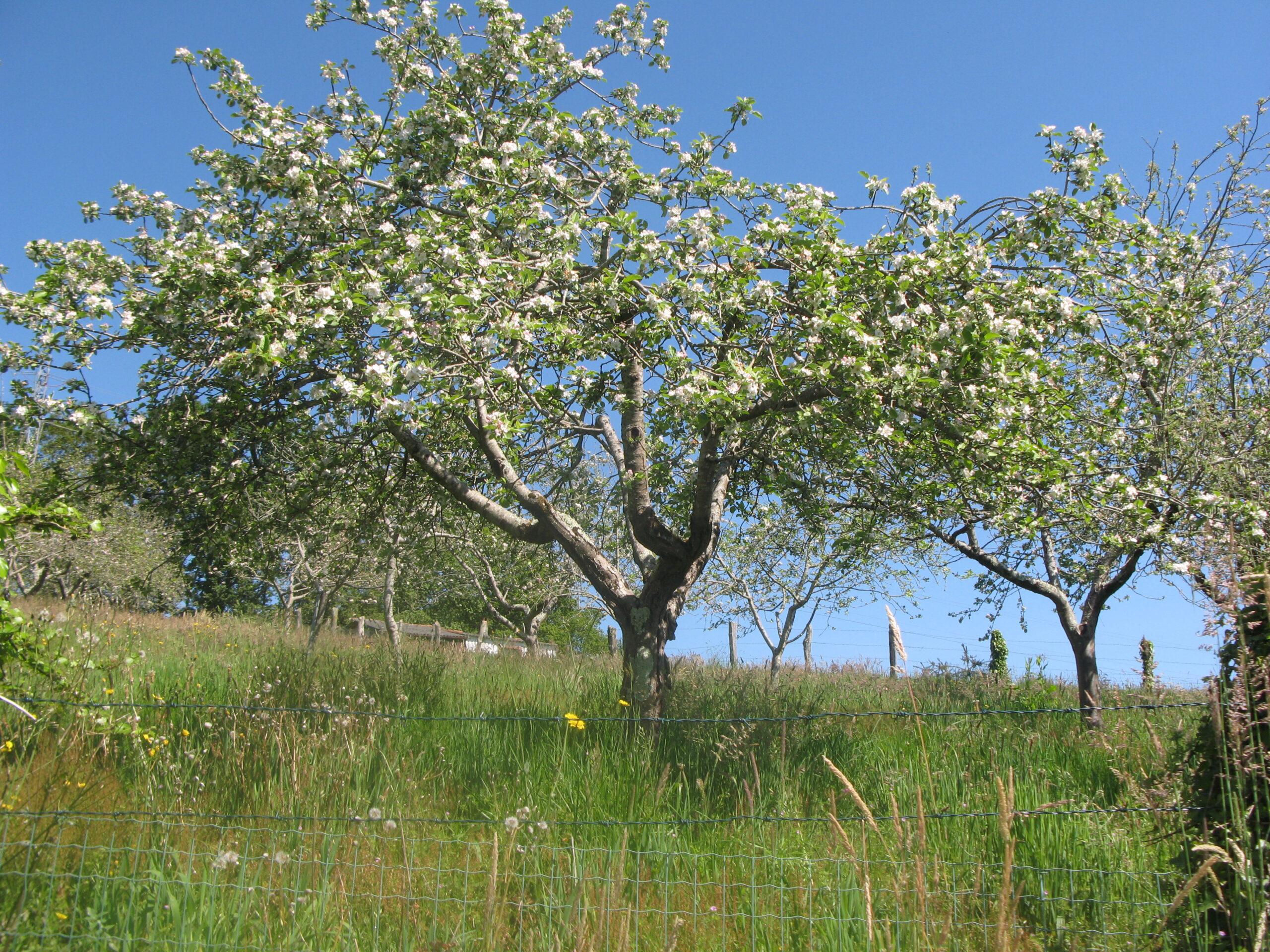 ESTAMPAS NAVETAS Y LLEGÓ LA PRIMAVERA.