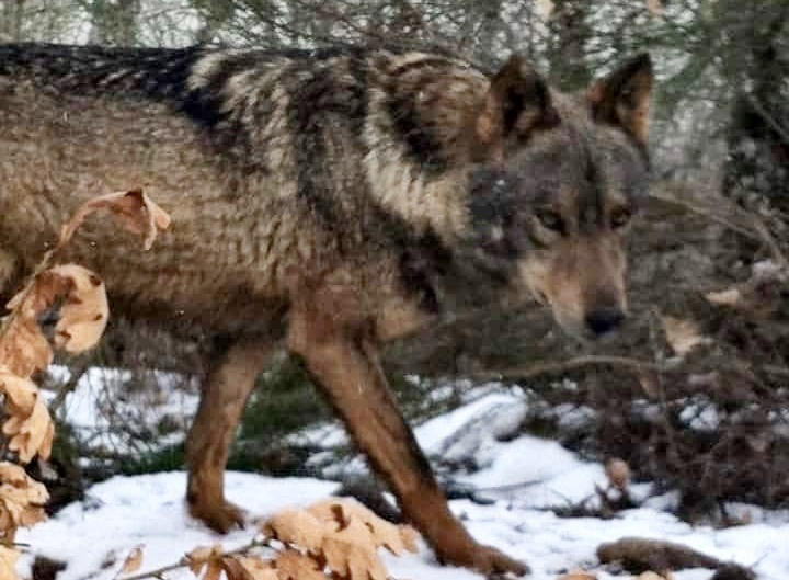 EL LOBO EN GUIJO DE SANTA BÁRBARA