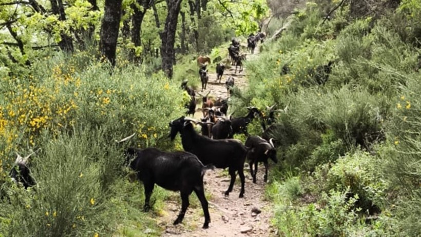 LA RAYA DE PRIMAVERA