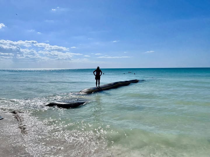 PUNTA COCOS