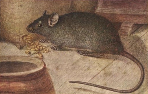 DEL HANTAVIRUS DE AHORA, AL PASADO DE LA RABIA