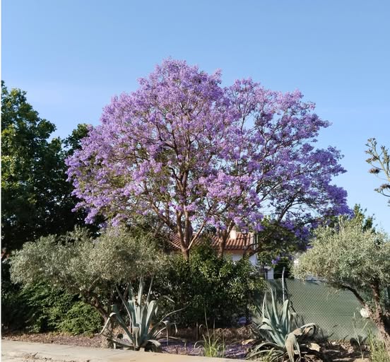 EL MONTIJO FLORAL QUE A VECES NO VEMOS