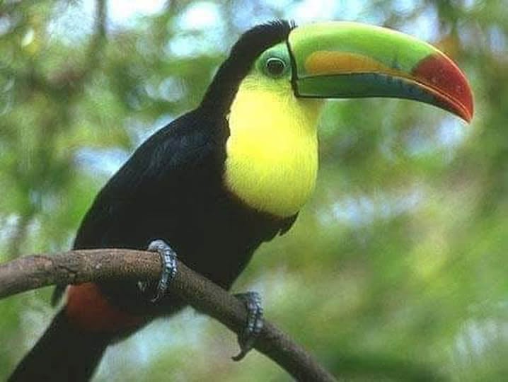 CORRESPONSAL DE BARRA