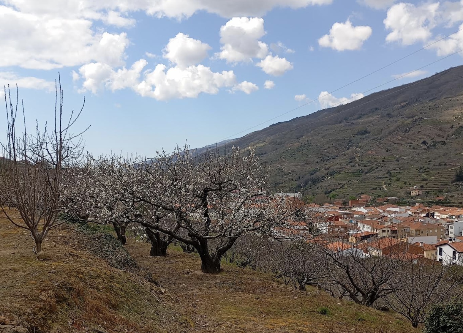 ESPECIAL HISTORIA CEREZOS DEL JERTE EN «HOY POR HOY» DE CADENA SER EXTREMADURA
