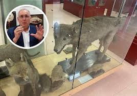 EL INSTITUTO DE MURCIA CON UNO DE LOS MUSEOS NATURALES MÁS SORPRENDENTES DE ESPAÑA: UN UNICORNIO, UN LOBO, UN QUEBRANTAHUESOS…