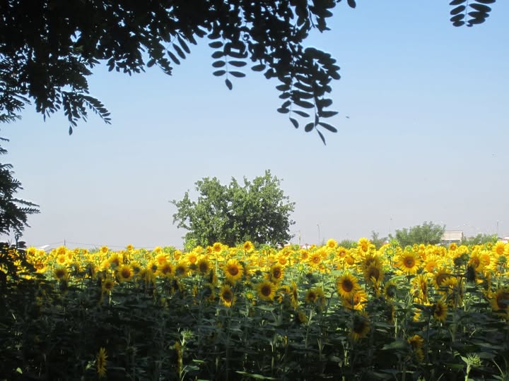 LOS GIRASOLES DE VAN GOGH COMPLETAN SUS BROCHAZOS.