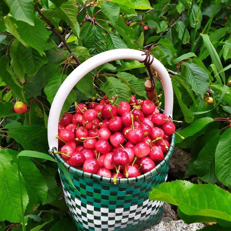 LOS INICIOS DEL MONOCULTIVO DE LA CEREZA EN EL VALLE DEL JERTE: LA DÉCADA DE 1960