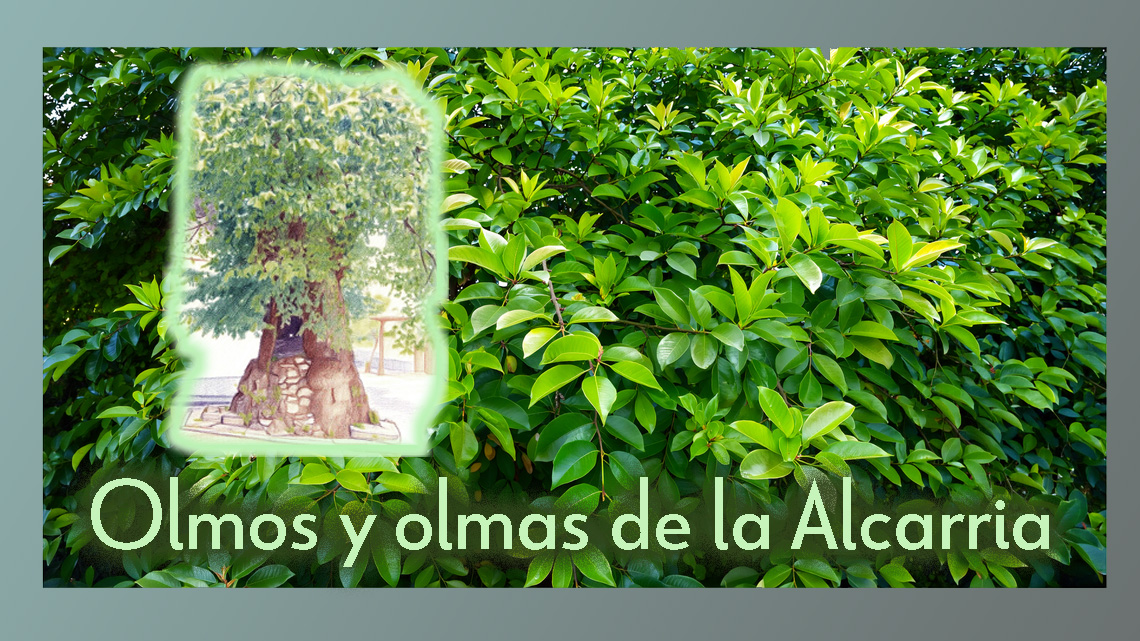 OLMOS Y OLMAS DE LA ALCARRIA