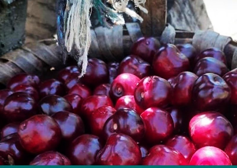 LA CEREZA EN EL JERTE: UN CULTIVO FAMILIAR CON GRAN ARRAIGO HISTÓRICO EN LA COMARCA