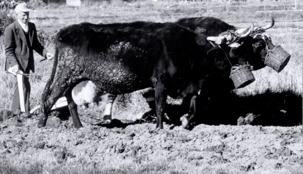 CRÓNICA DE UN VIVIR DIARIO EN TIERRAS DE ÁVILA.