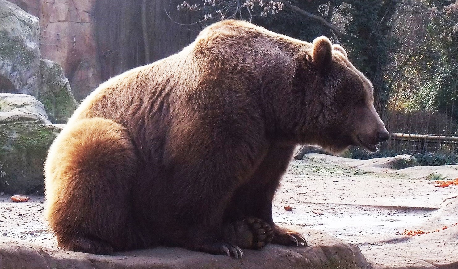 EL OSO EN GUIJO DE SANTA BÁRBARA