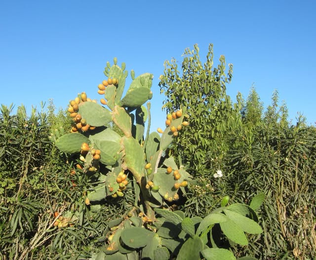 UNA FRUTA CON SABOR A VERANO, EL HIGO CHUMBO.