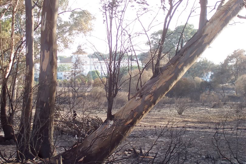 INCENDIO EN LA ANTIGUA COLONIA VITÍCOLA DE CAMPANO