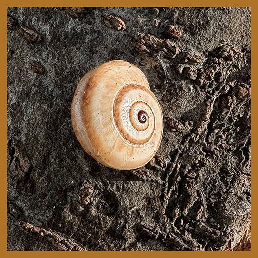 EL CARACOL