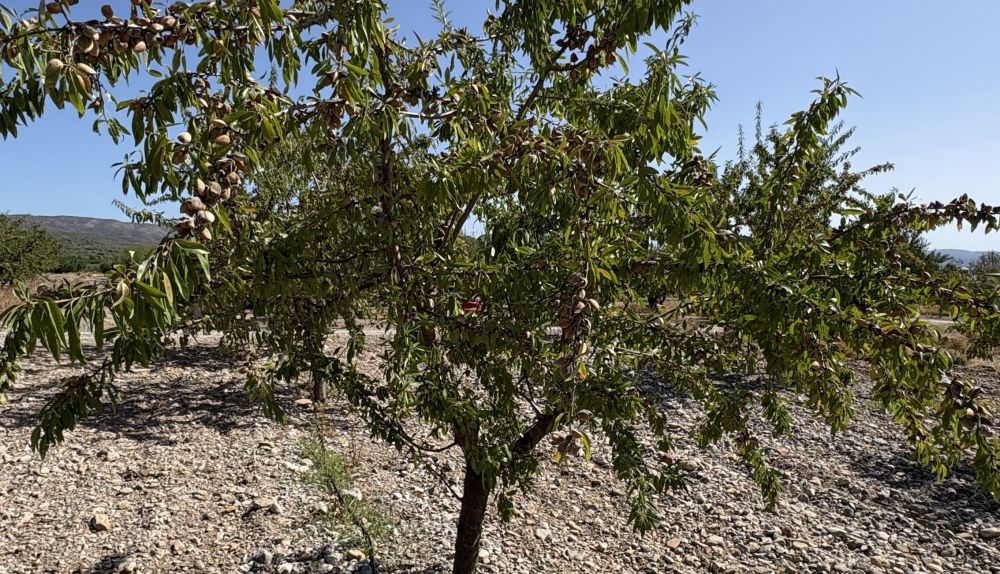 RECOLECCIÓN DE ALMENDRAS Y ALGARROBAS
