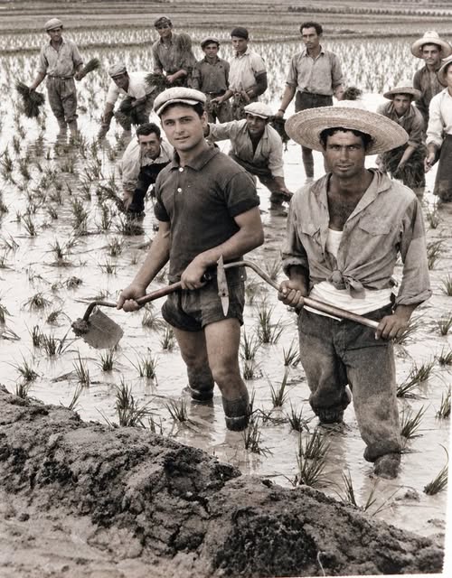 SIEMBRA DEL ARROZ