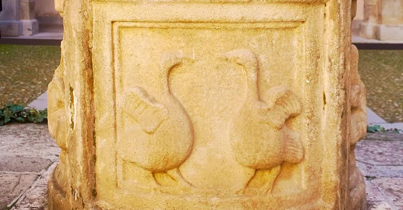 HABLAMOS DE AVES Y PAJARICOS