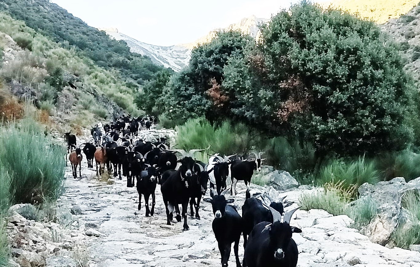 LA BAJADA DE LA SIERRA