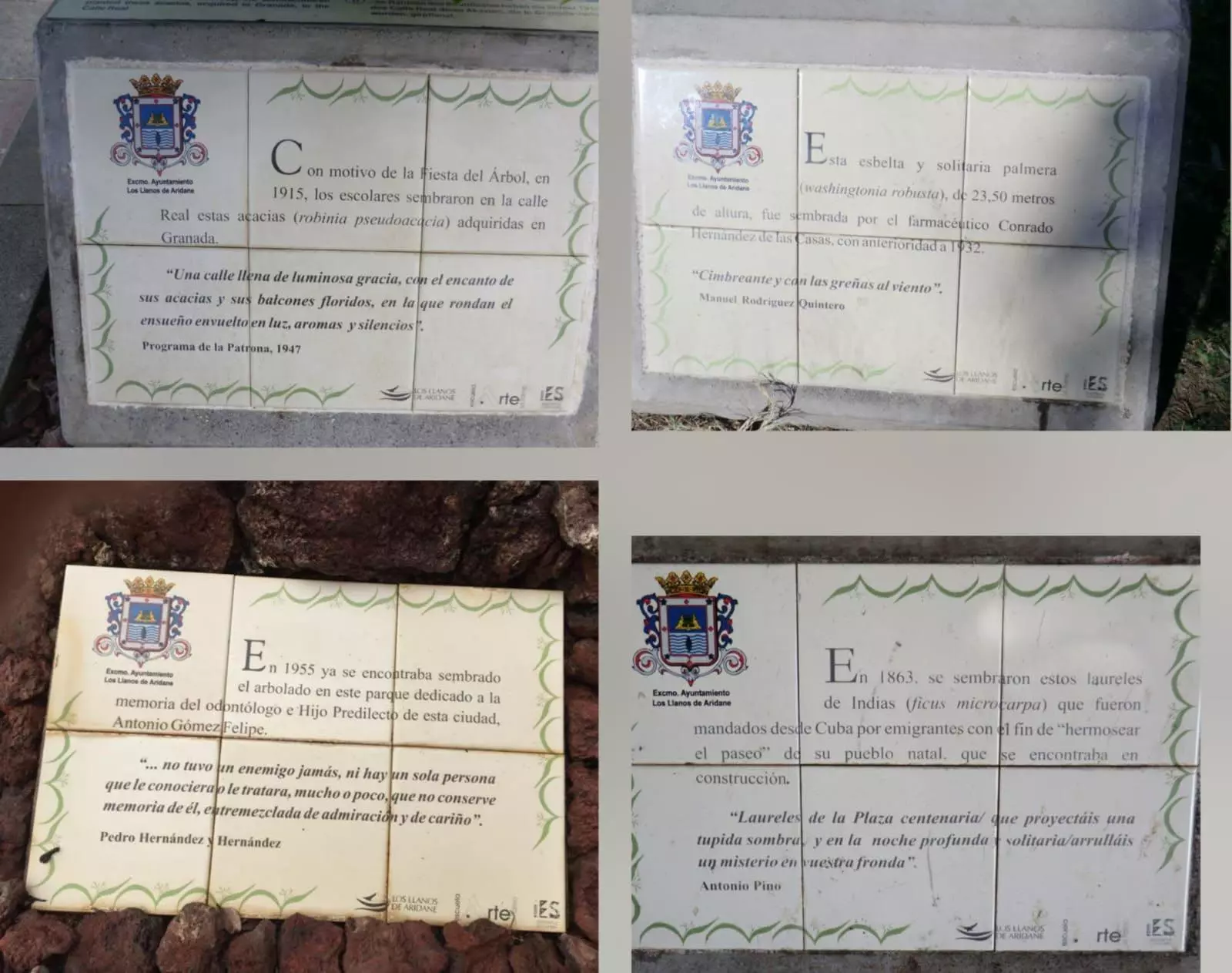 LA MEMORIA DEL ARBOLADO DE ARIDANE, 25 AÑOS DE LA INICIATIVA