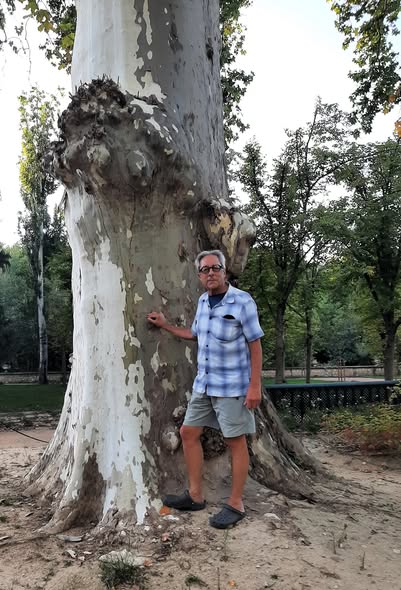 ANTE EL PLÁTANO PADRE